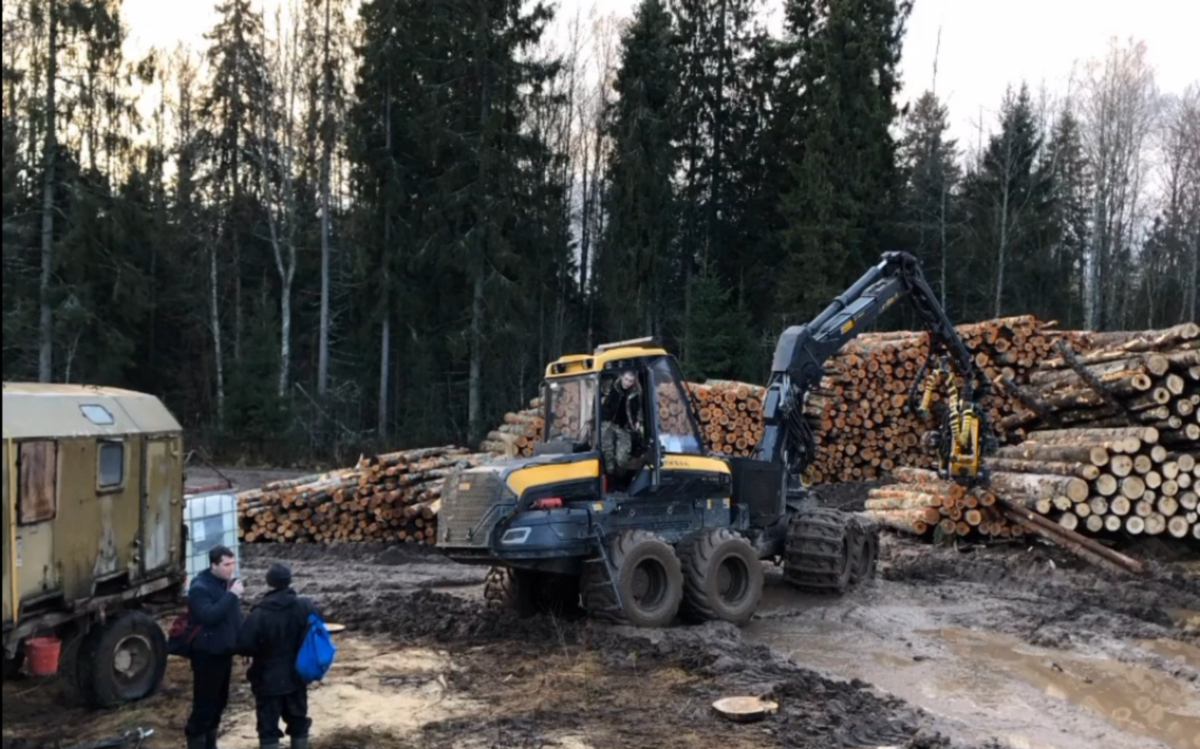 Российские лесопромышленники могут пострадать от падения экспортных доходов