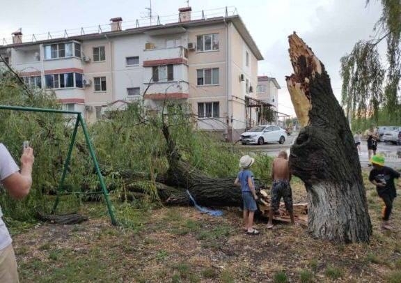 На Кубани сильный ветер повалил деревья