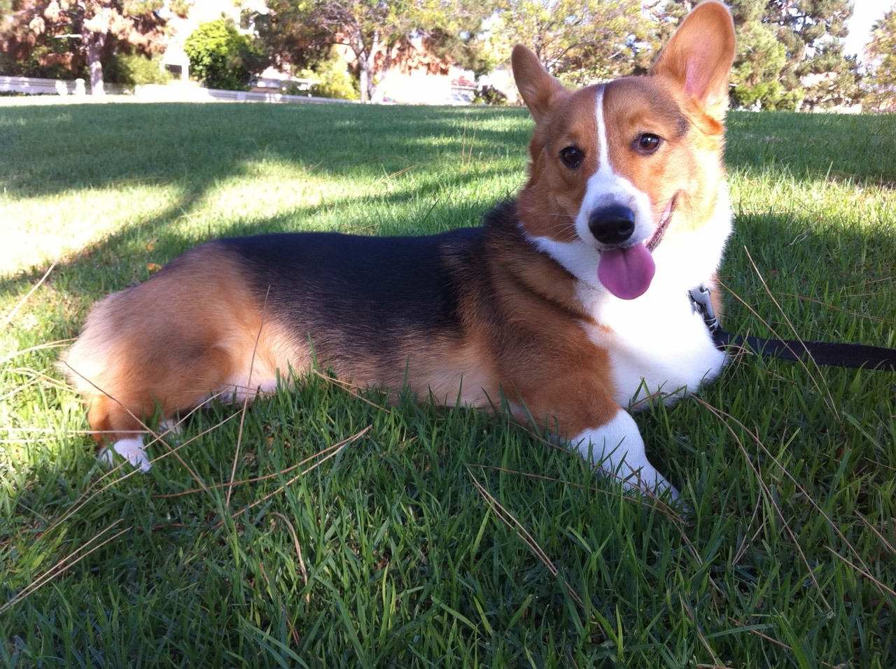В Петербурге закрыли Corgi Club после жалоб активистов