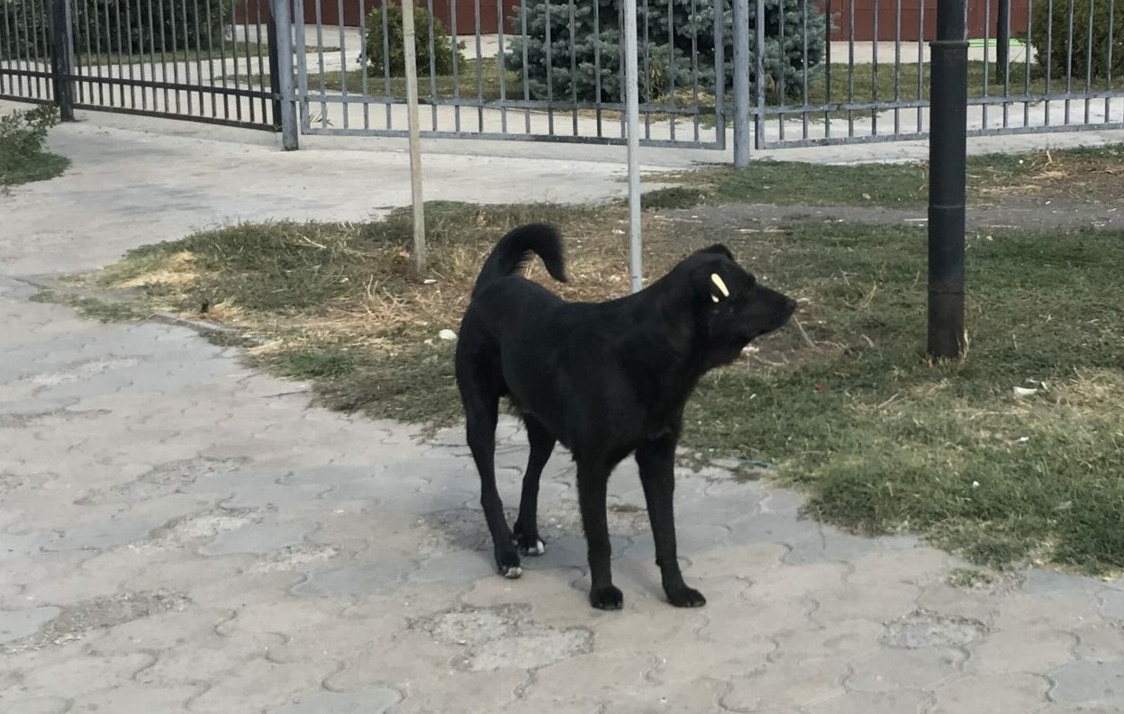 Полиция не стала возбуждать уголовное дело по факту гибели астраханских безнадзорных собак 