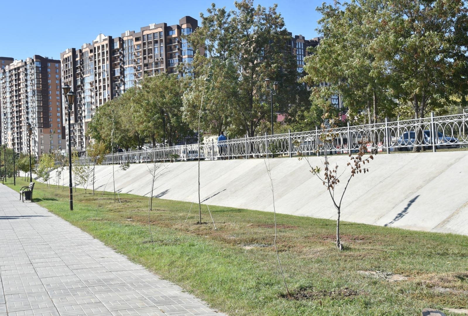 В Астрахани на Аллее семьи появилось 50 новых деревьев 