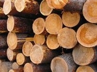 В III квартале в Иран и Ирак экспортировали 130 тысяч кубометров лесной продукции 