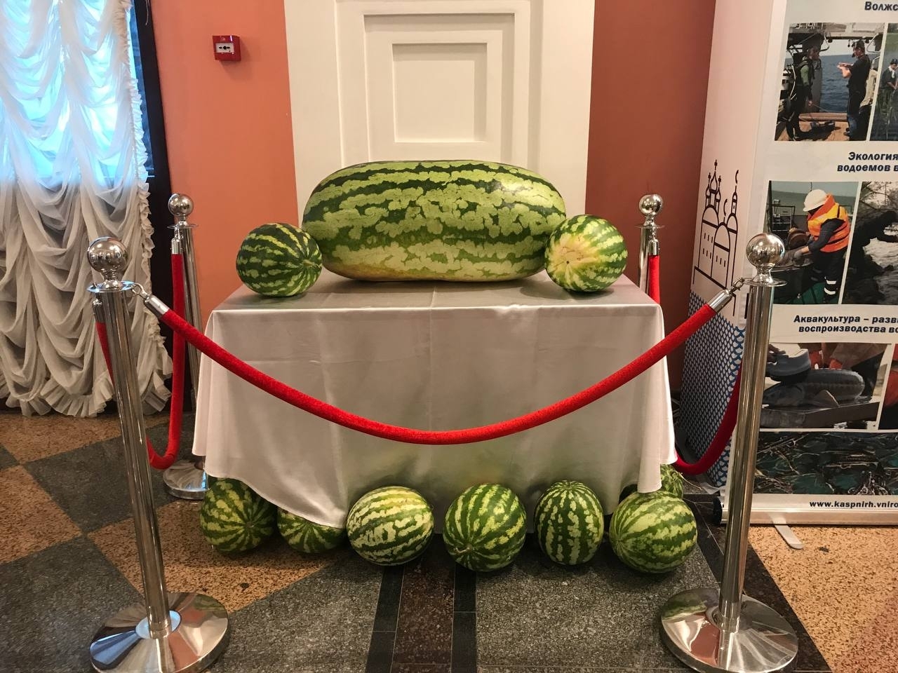 В Астраханской области собирают почти 50% всех бахчевых России 