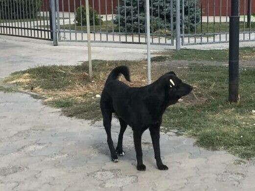 В Астраханской области на отлов бездомных собак выделили 3,5 миллиона рублей 