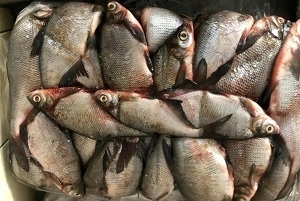 В октябре из Астраханской области эскпортировали 47,5 тонны рыбной продукции 