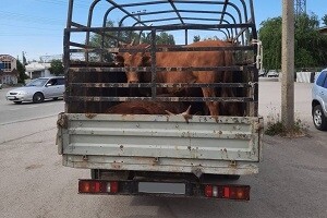 На трассе «Астрахань-Марфино» перевозили крупный скот без документов 