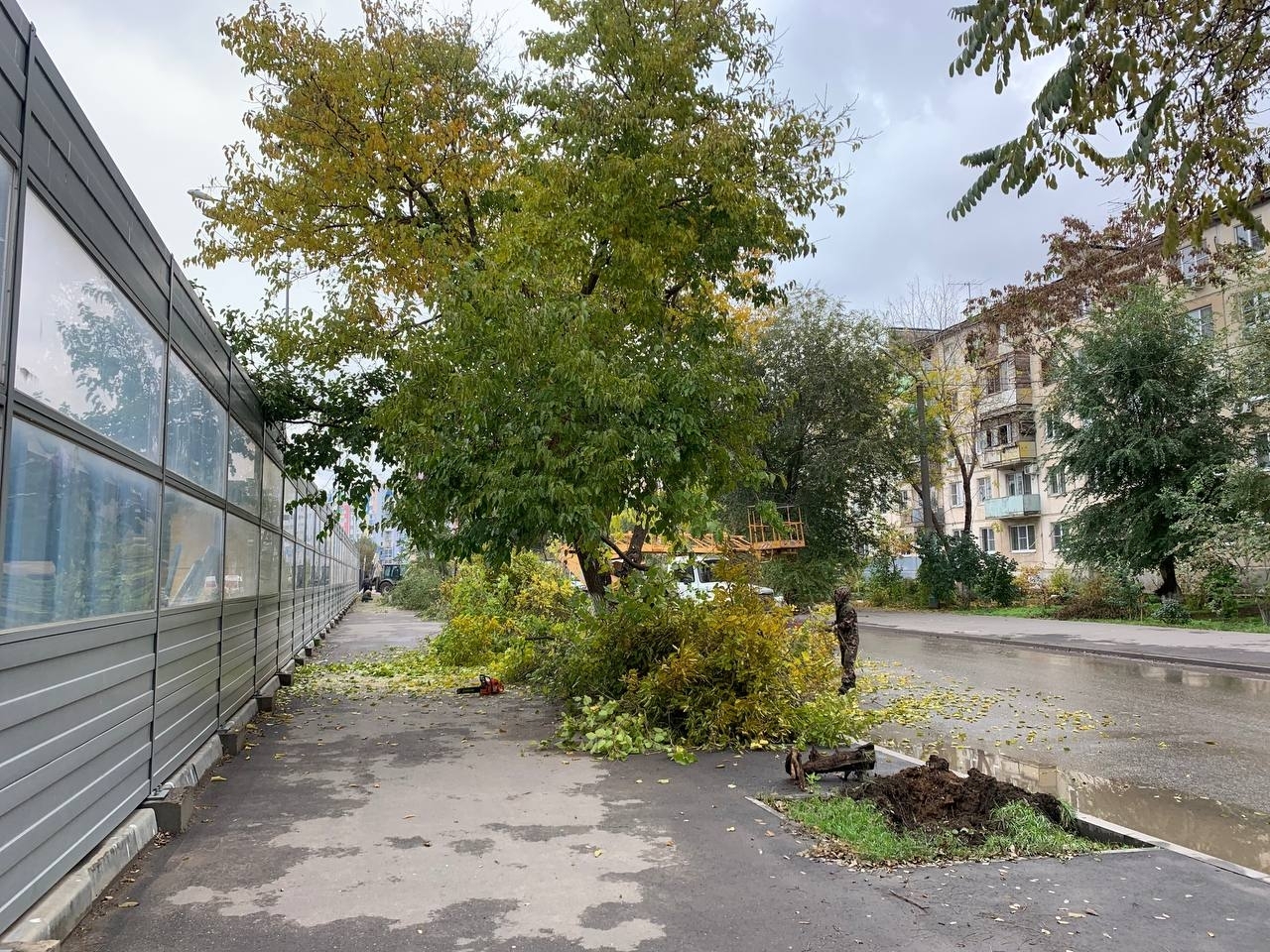 «Зеленый город» опилил в Астрахани порядка четырех тысяч деревьев 