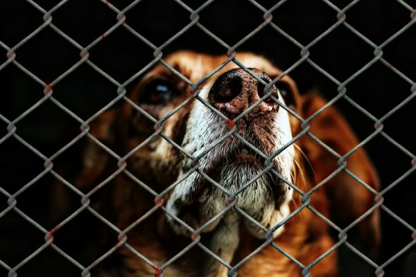 Приют для собак в Биштюбинке может больше никогда не открыться