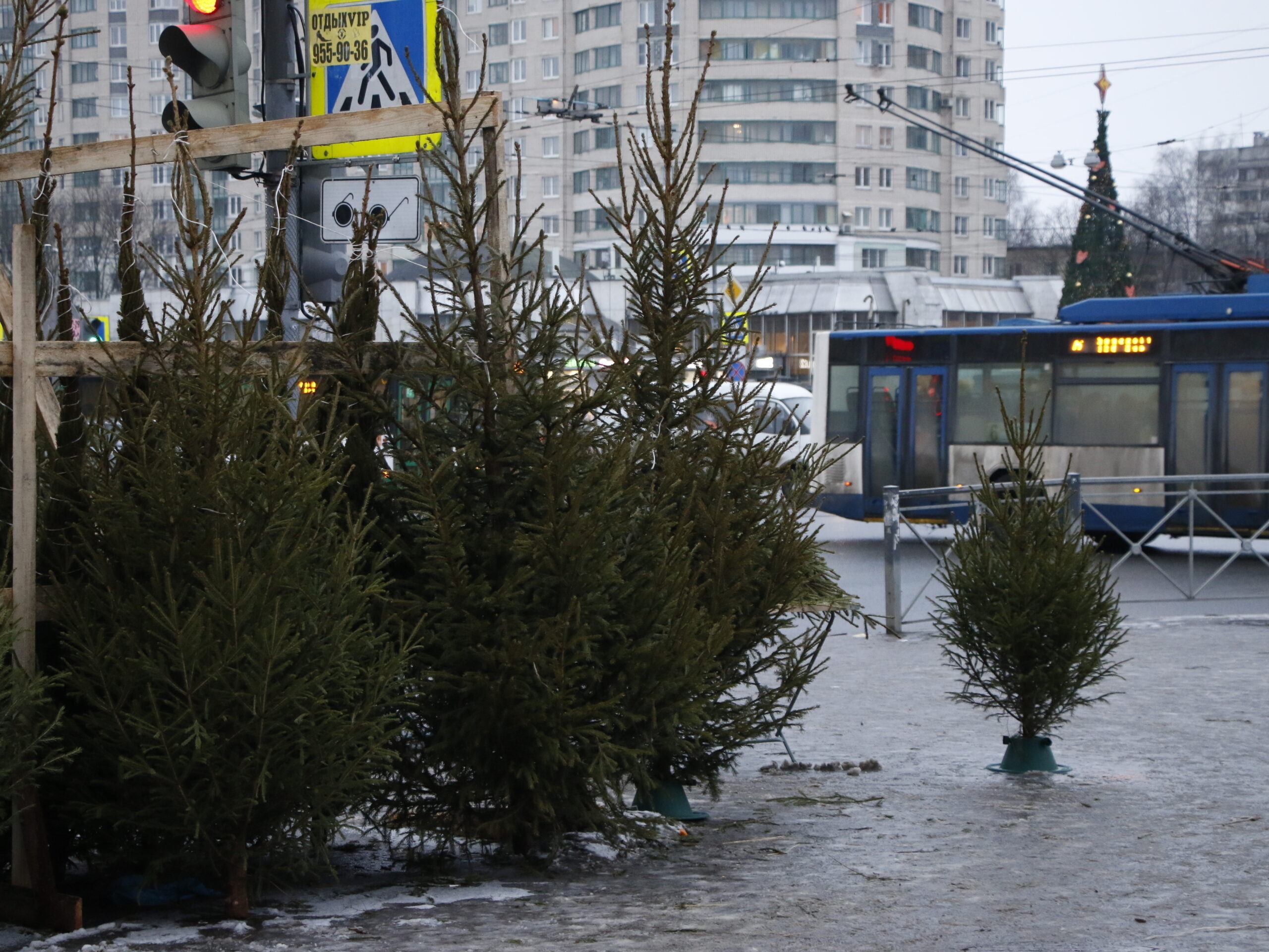 В Петербурге закрыли почти 30 нелегальных елочных базаров