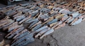 В Астрахани хотели сбыть 219 особей краснокнижного осетра 