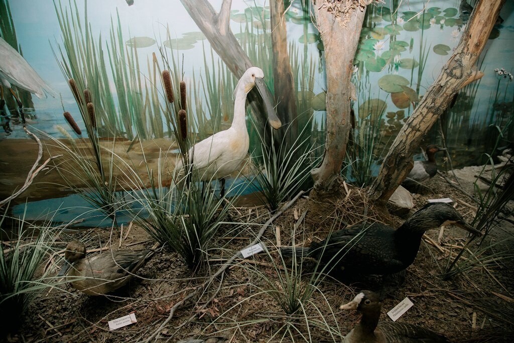 Экспонаты астраханских музеев разместили на площадке «Артефакт»