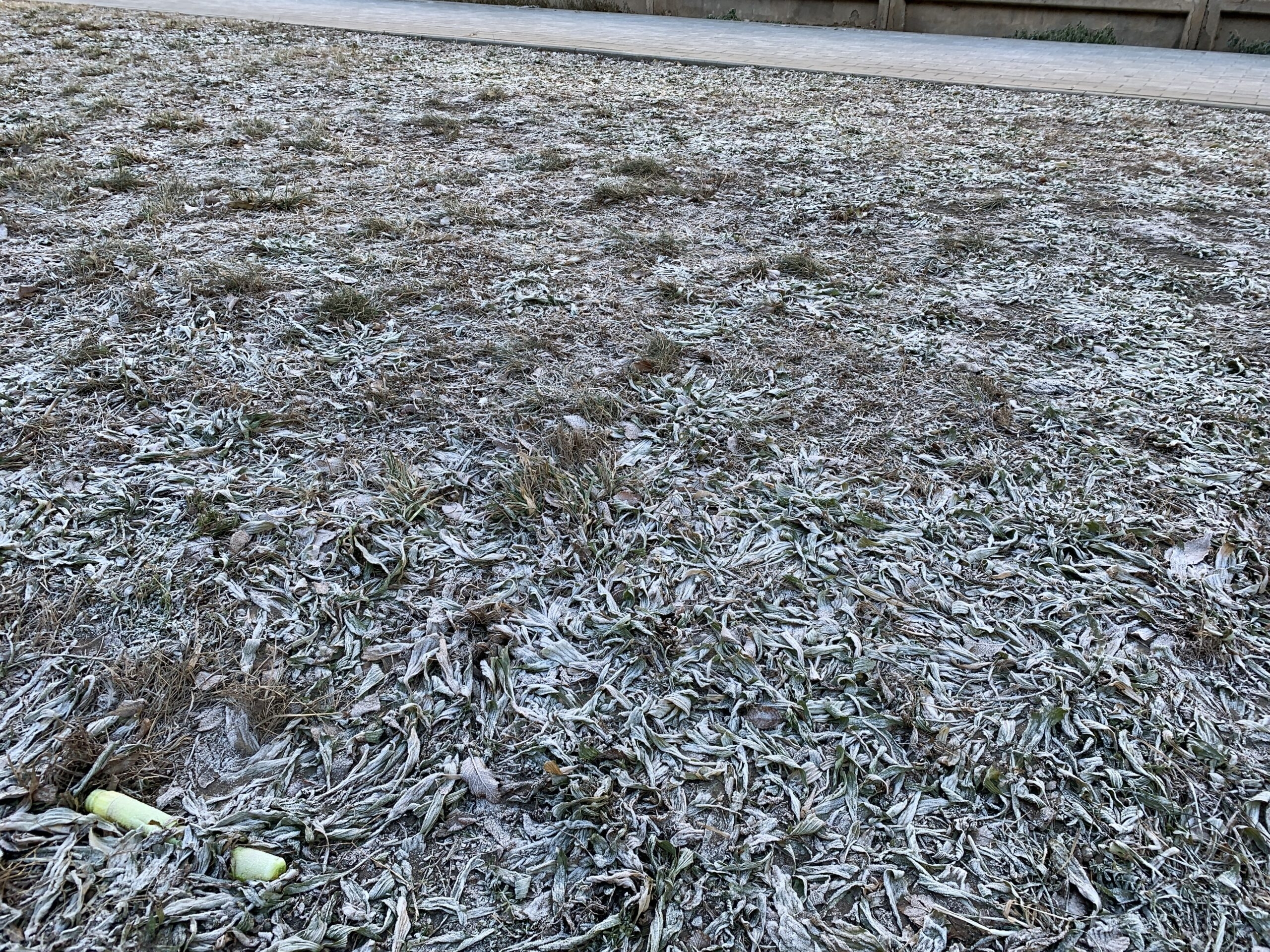 В Астраханской области сильные морозы могут навредить сельскому хозяйству 