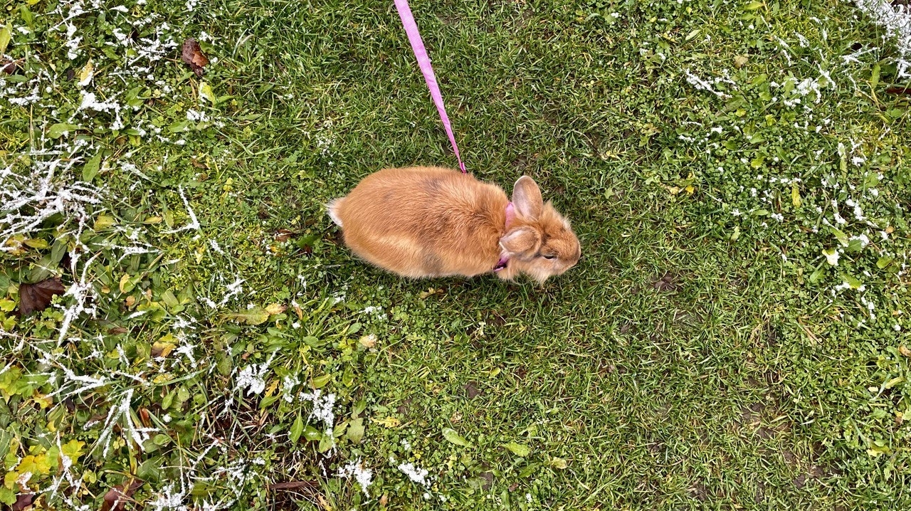 Астраханцы стали массово распродавать кроликов 