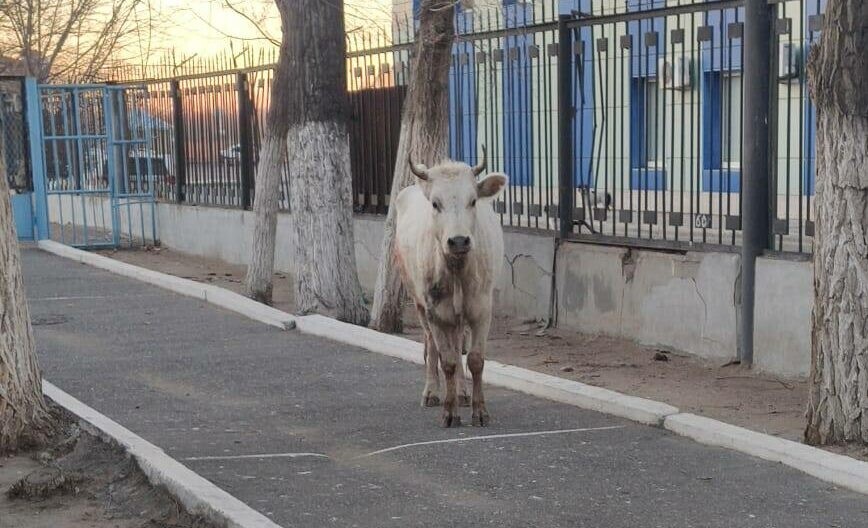 Бегающую по Новому мосту корову вернули хозяину 