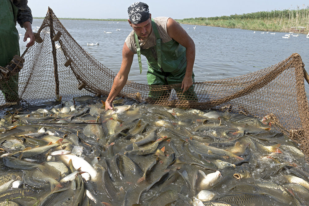 Астраханские предприятия вырастили 1,8 тысячи тонн осетровых за 2022 год