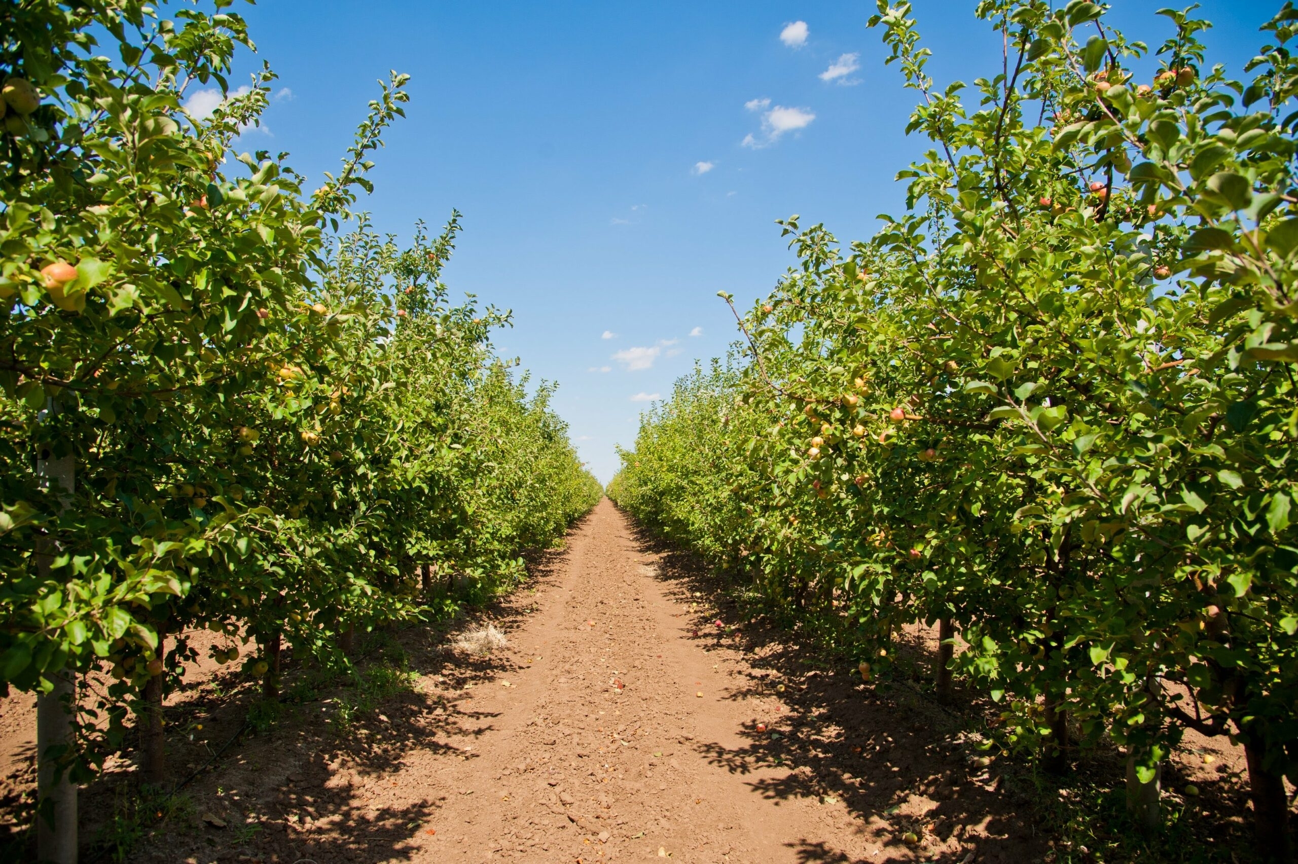 В Волгоградской области в 2022 году на 8% увеличили производство ягод 