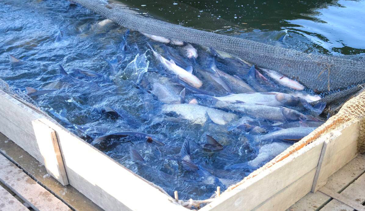 В Астраханской области предприятия аквакультуры за год вырастили девять тысяч тонн прудовой рыбы