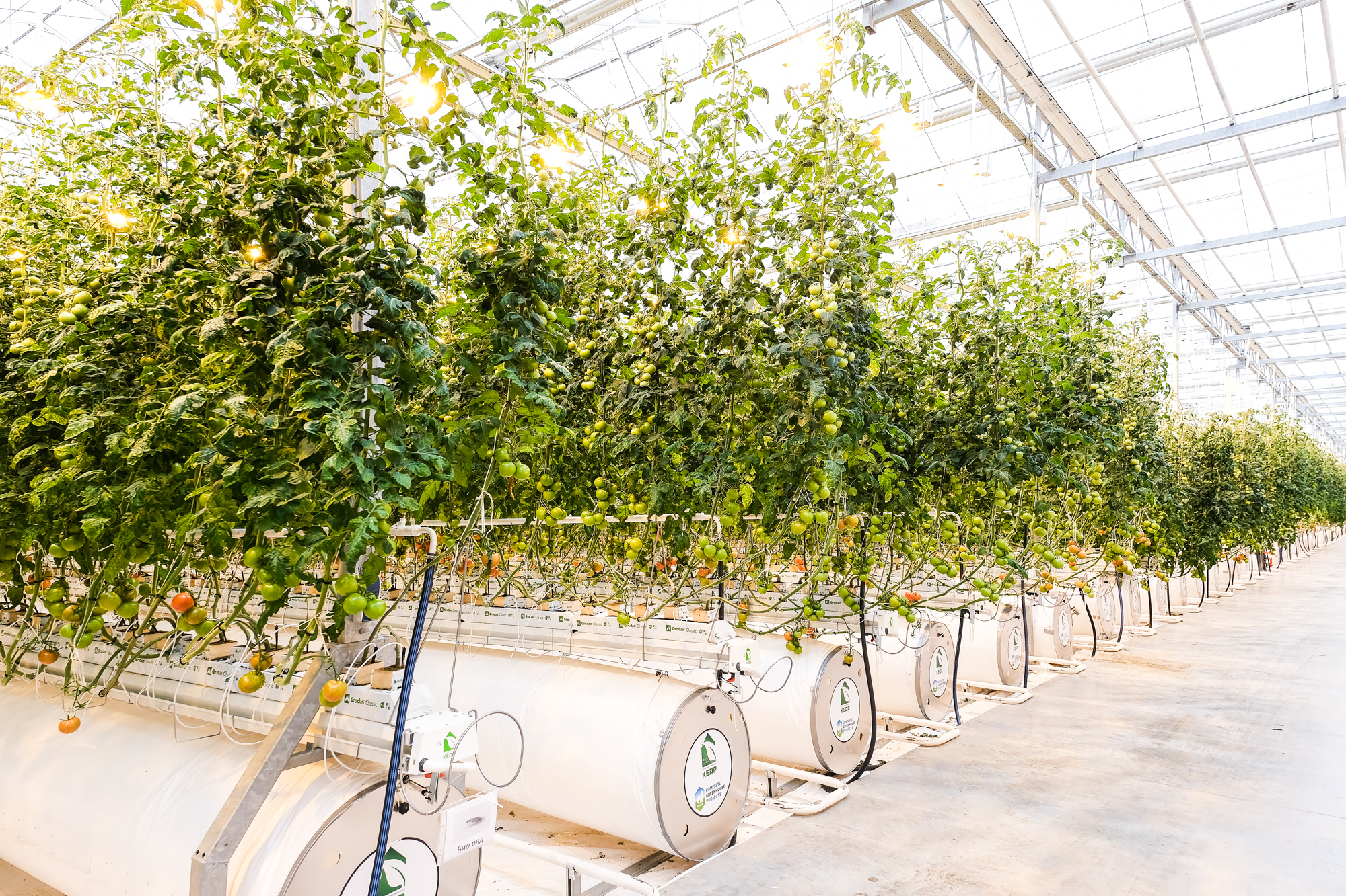 В уникальном астраханском комплексе «Кедр» собрали первые 15 тонн томатов