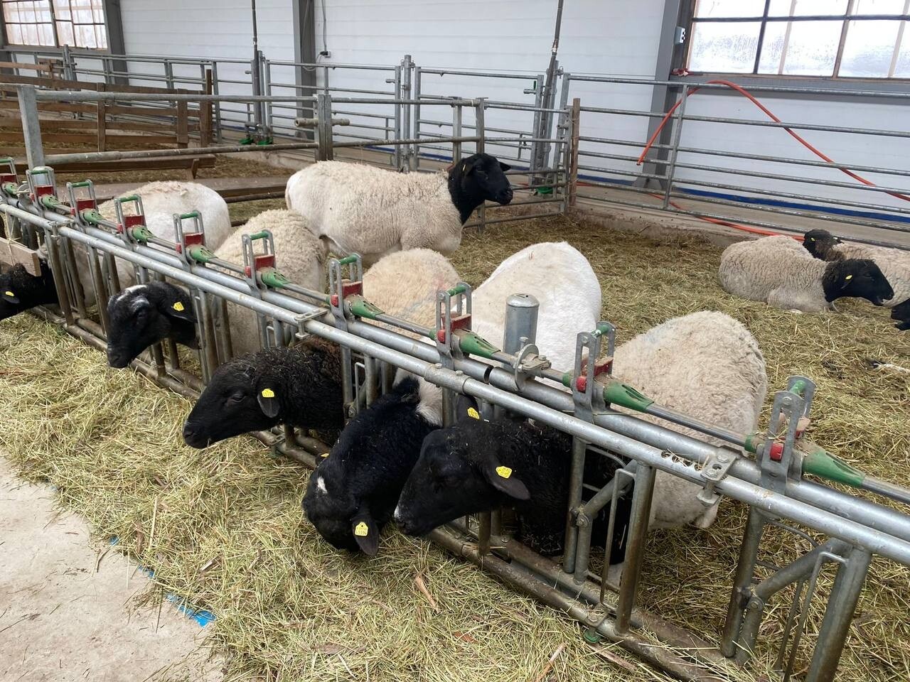 Астраханское овцеводческое хозяйство «Артель» выращивает скот по европейскому стандарту 