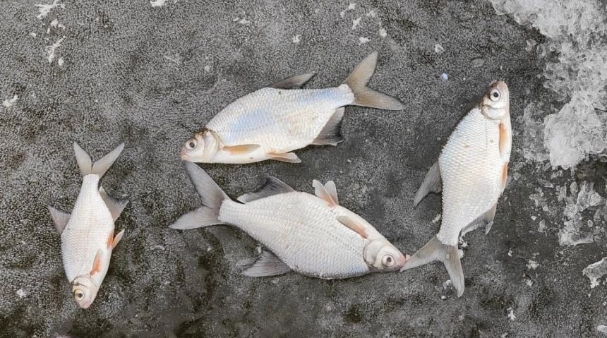 Стали известны излюбленные места для зимней рыбалки в Астраханской области 