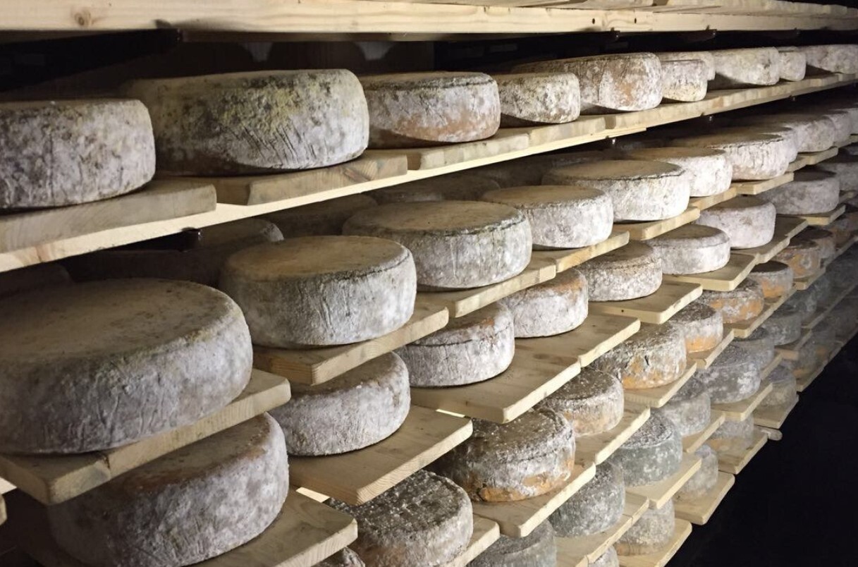 В Подмосковье наладили производство сыров с благородной белой плесенью по французским технологиям