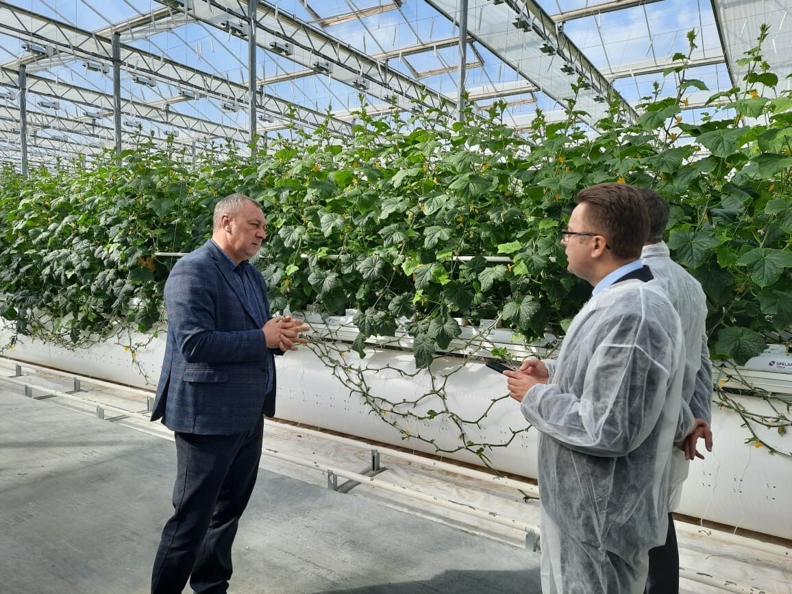 Астраханский тепличный комплекс «Кедр» может наладить поставки в Беларусь