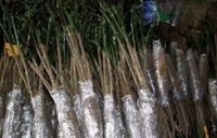 В Волгоградскую область привезли 139 тысяч саженцев из Италии