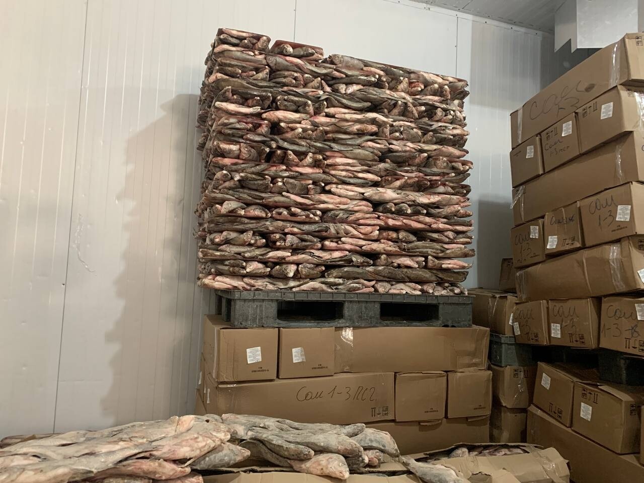 Астраханского предпринимателя подозревают в покупке 22 тонн немаркированной рыбы на 1,6 миллиона 