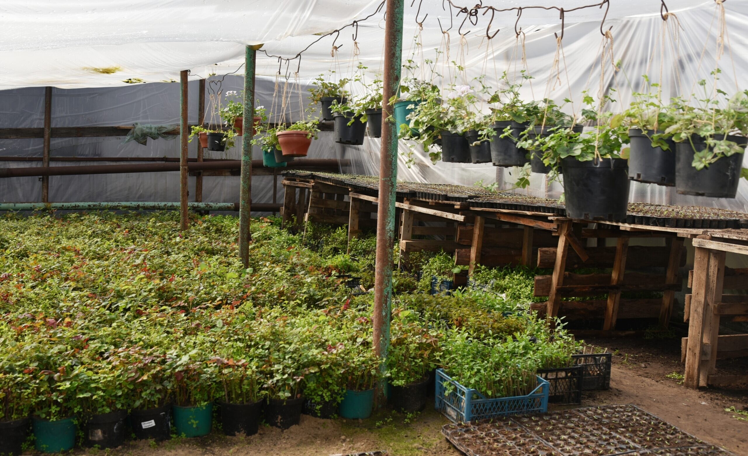 Астрахань засадят пятью тысячами новых деревьев 