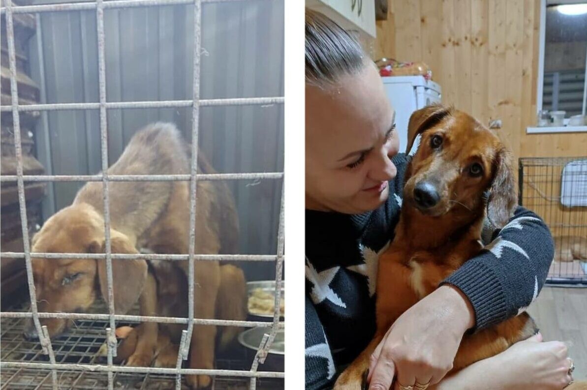 Всем 400 собакам из астраханского «Экоприюта» нашли новых хозяев 