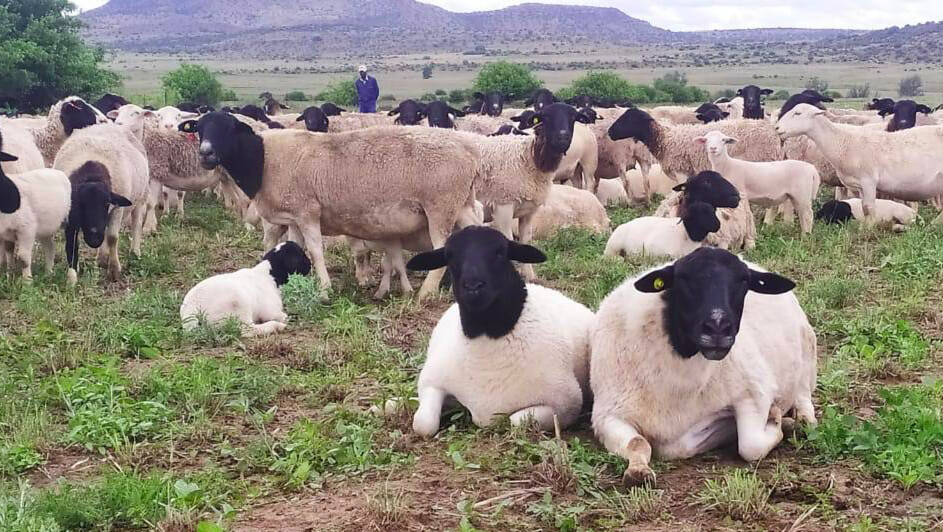 Астраханское предприятие «Ника-М»построит ферму по откорму овец 