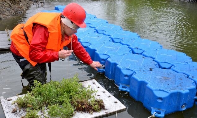 Ковдорский ГОК хочет очистить сточную воду с помощью флоры