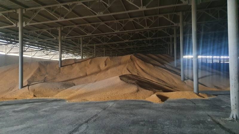 Абрамченко: в России пока не собираются отменять экспортные пошлины на зерно