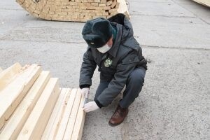 Из Астрахани в Иран экспортировано 11 тыс. кубометров леса