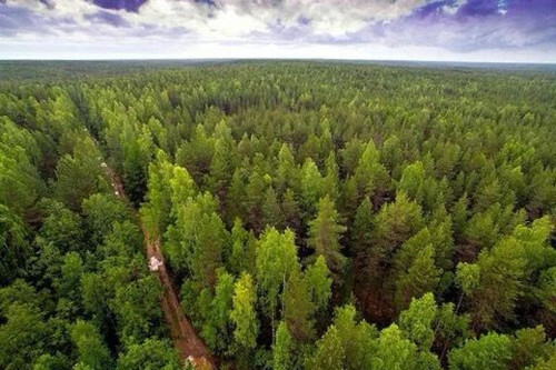 Ростовскую область подключат к федеральной системе слежения за лесами 