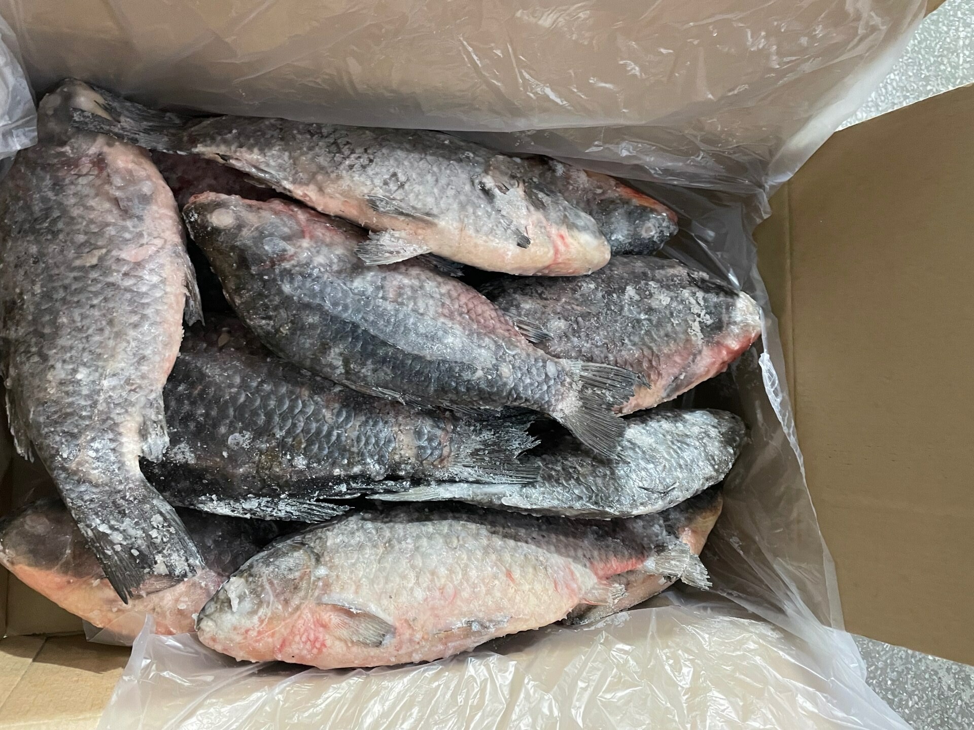 Из Астраханской области экспортировали свыше 50 тонн рыбы и рыбной продукции