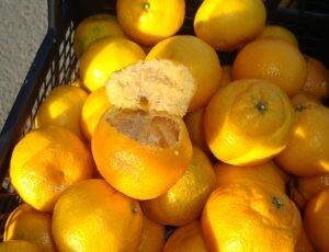 На Кубани в партиях мандаринов из Египта нашли средиземноморскую плодовую муху