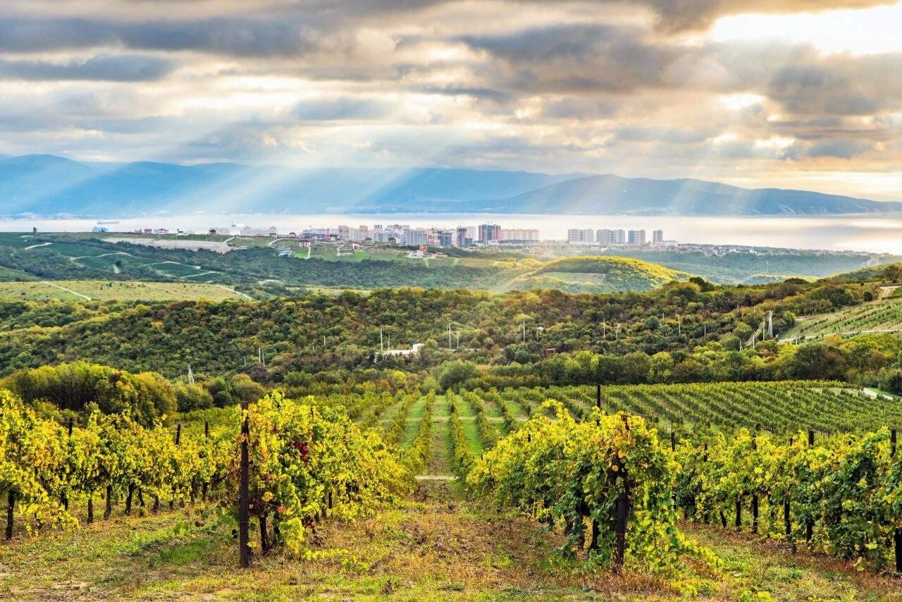 В Краснодаре летом можно будет уехать к «Виноградникам у моря»