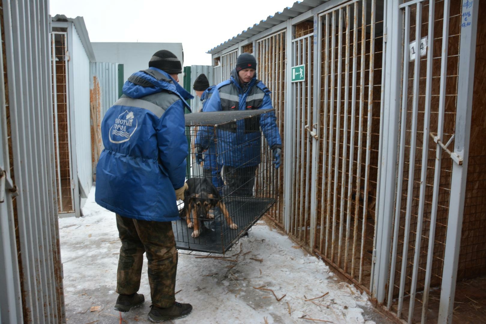 Порядка 600 собак отловили в Астрахани за месяц 