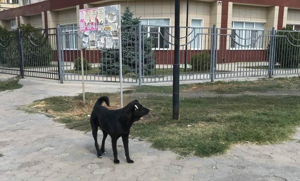 Бешеная собака напала на хозяина и его друга под Астраханью