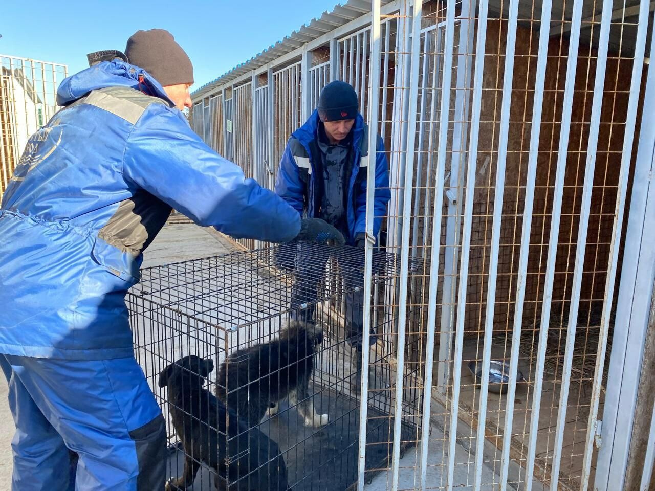 В Астрахани продолжает снижаться число бродячих собак 
