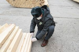 Из Астраханской области в феврале экспортировано более 26 тысяч кубометров леса