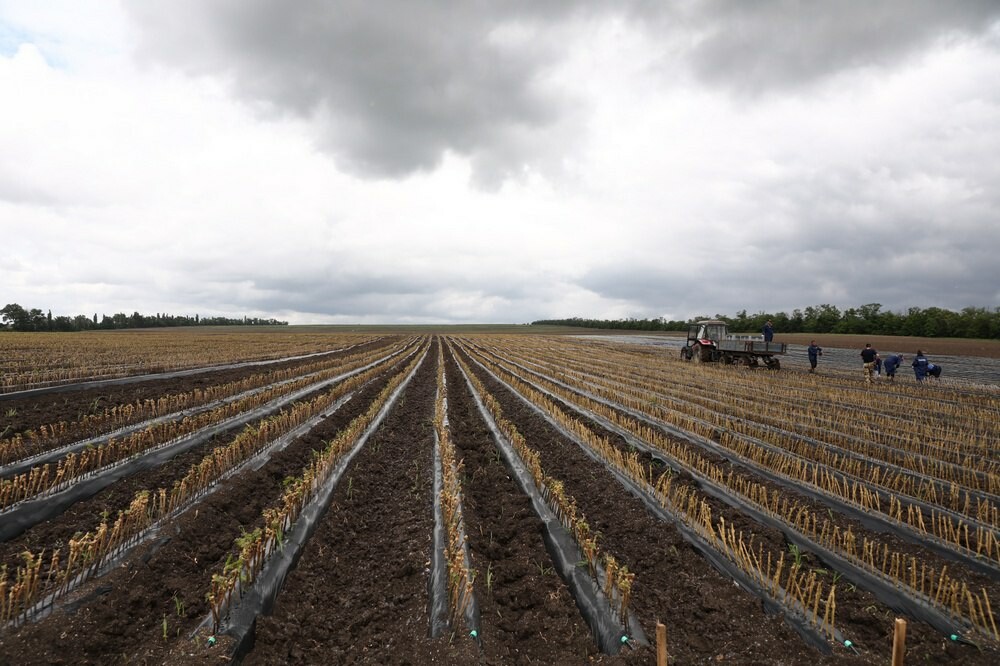 В Краснодарском крае заложат 1,5 тыс. гектаров новых виноградников 