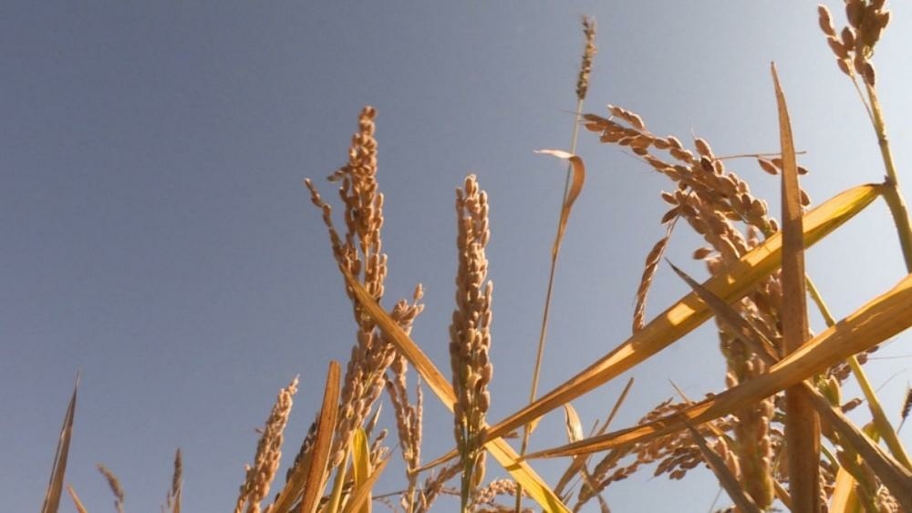 Страны ЕАЭС самообеспечивают себя продуктами питания на 93%