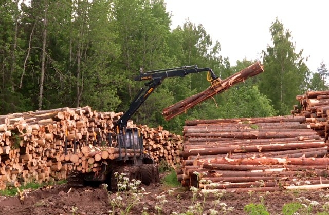 Костромская область вошла в топ-3 лидеров ЦФО по лесным доходам