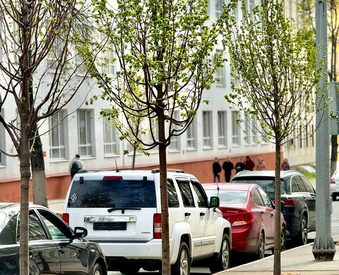 В 2024 году в Нижнем Новгороде высадят около 2,5 тыс. деревьев