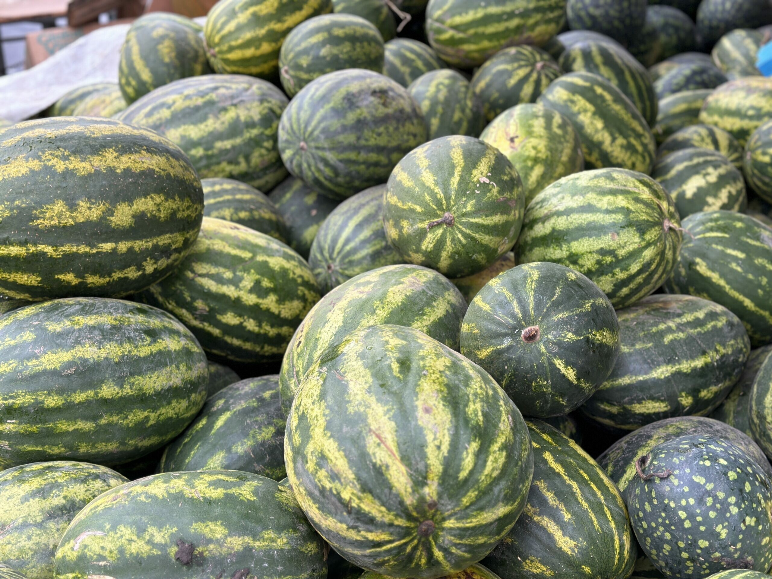 Стала известна цена астраханских арбузов в других регионах