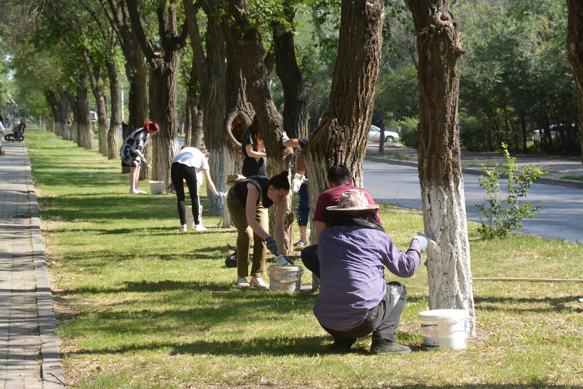 В Астрахани за два дня на побелку деревьев потратили свыше тонны краски