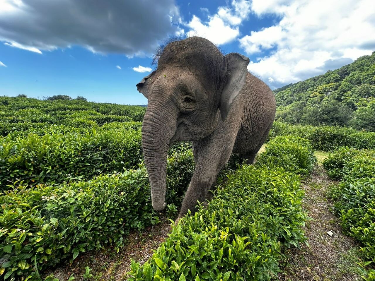 Жителей и гостей Сочи пригласили на прогулку со слонами 