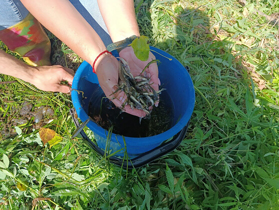 Около двух миллионов мальков осетра выпустили в Волгу в Волгограде